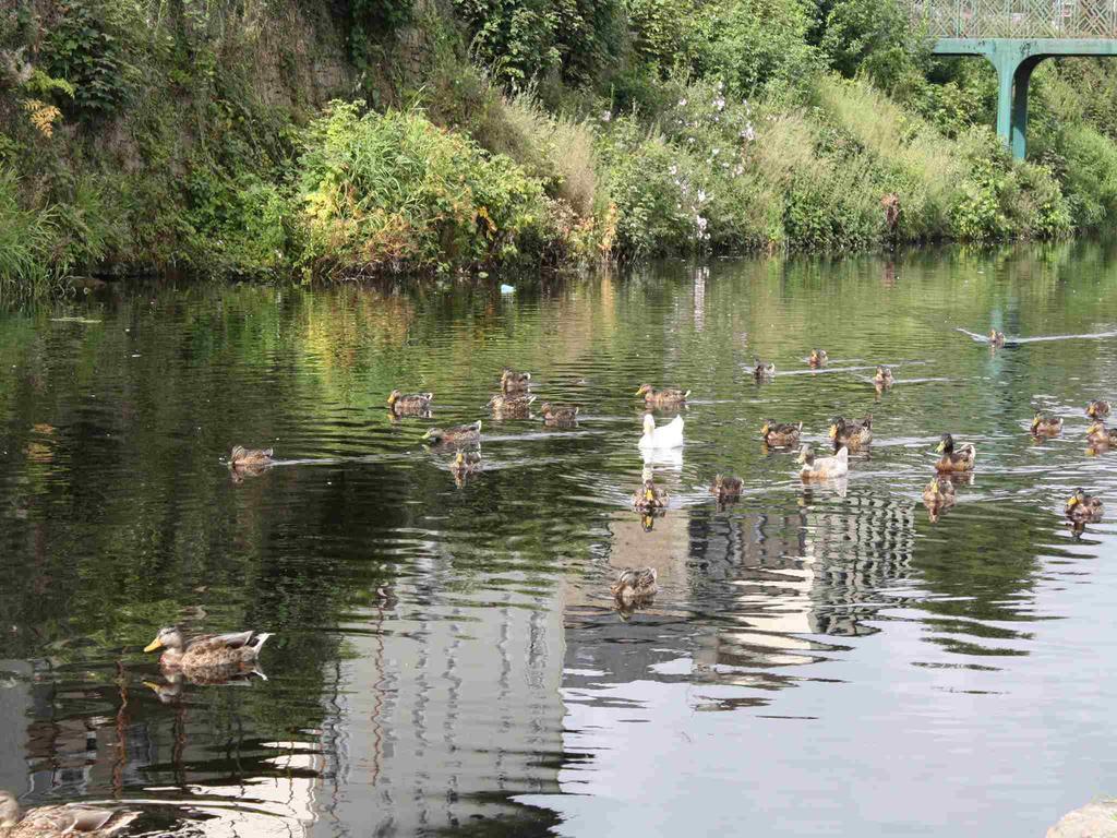 Shannon Breeze B&B Killaloe Bagian luar foto